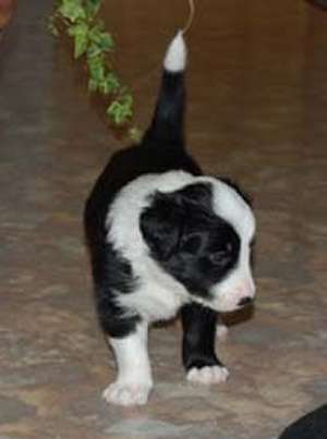 Rocky (Charly) 12.02.05